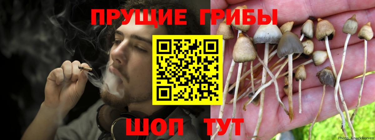 Малоярославец  Галлюциногенные грибы Psilocybine cubensis  Вход с VPN 